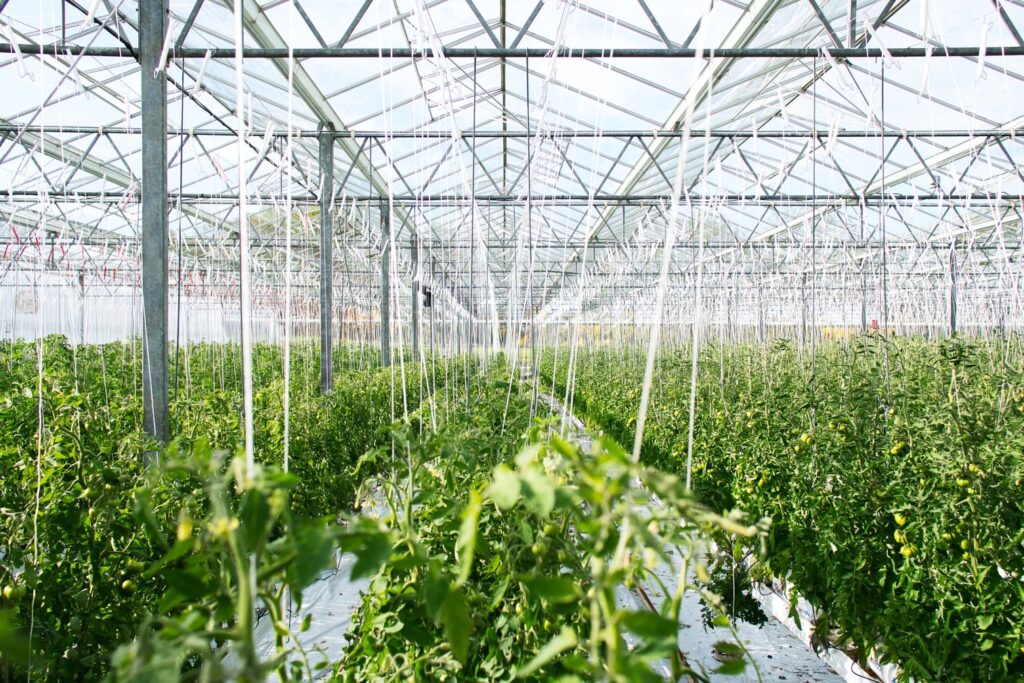 Greenhouse with plants